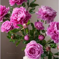 Розовые пионы