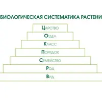 Лэпбук: Основы систематизации и классификация растений