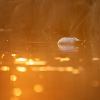 Безопасность