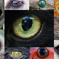 Зрение животных