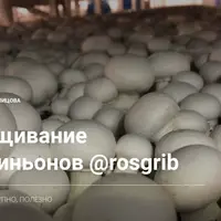 Выращивание шампиньонов