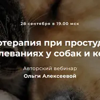 Фитотерапия при простудных заболеваниях у собак и кошек