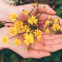 Травы для реализации личности