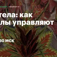 Химия тела: как молекулы управляют нами