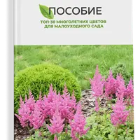 Топ-30 многолетних цветов для малоуходного сада