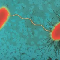 Зачем нужно половое размножение и как оно появилось?