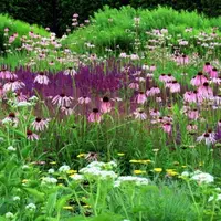 Природный цветник в стиле «новой волны»