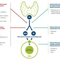 Новые аспекты в функции щитовидной железы и щитовидного гормона