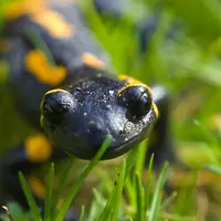 Регенерируйте конечности со сверхэкспрессией гена Amblox