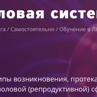 Половая система