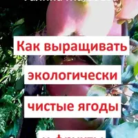 Как выращивать экологически чистые ягоды и фрукты