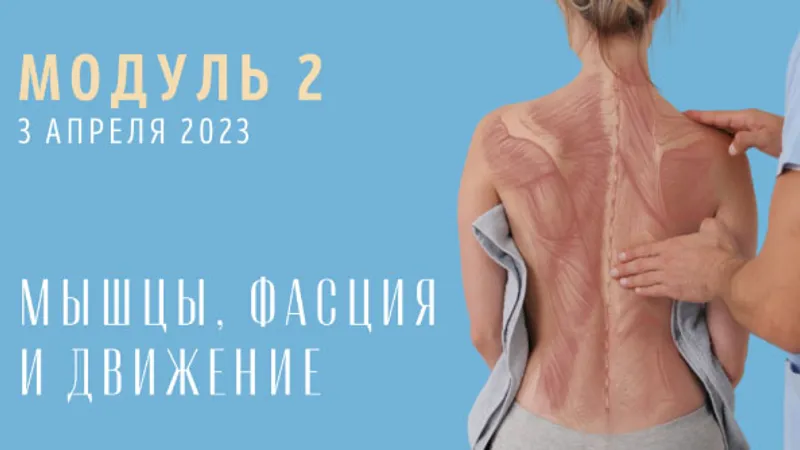 Спина: модуль мышцы, фасция и движение