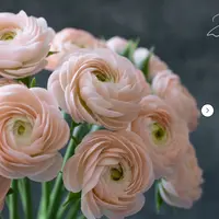 Ранункулюс