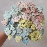 Окрашивание и стабилизация тысячелистника