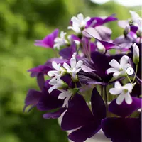 Оксалис (кислица)