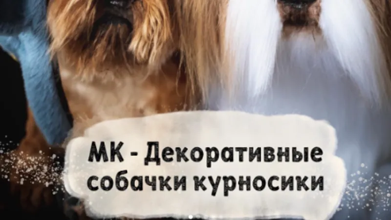 Декоративные собачки курносики