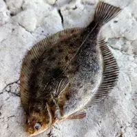 МК по лепке и тонировке камбалы