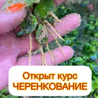 Черенкование