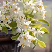 Цветы апельсина