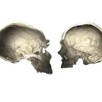 Коэволюция мозга, культуры и продолжительности жизни