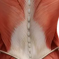 Изотоническая гимнастика. От пояснично-крестцового радикулита. Комбо-комплекс