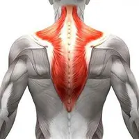 Изотоническая гимнастика. Осанка