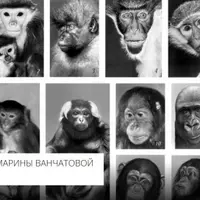 Человекообразные обезьяны