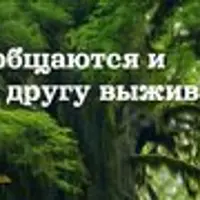 Как растения общаются и помогают друг другу выживать?