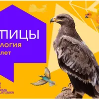 Птицы: Курс о самых красивых и звучных животных планеты