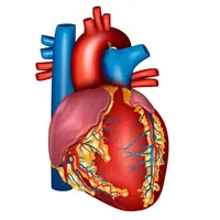 Здоровье сердца и сосудов — как нормализовать артериальное давление