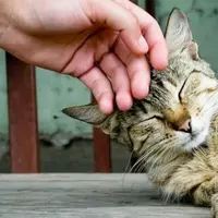 Как животные помогают снизить стресс