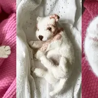 Вязаный спицами щенок New Born Puppy
