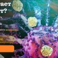 Как работает иммунитет