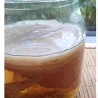 Чайный гриб с нуля