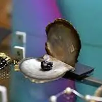 Дары морской стихии. Морские раковины, барочный жемчуг и перламутр