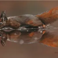 Углубленный курс пастели «Белка с отражением»