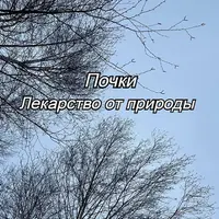 Почки. Лекарство от природы