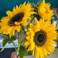 Подсолнухи