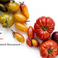 Фитонутриенты