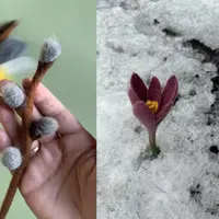 Цветки и цветочки