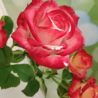 Лепка садовых роз из холодного фарфора