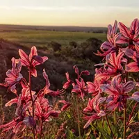 Ядовитые растения Грузии