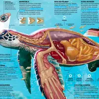 Инфографика. Объединяй искусство и информацию