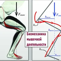 Биомеханика мышечной деятельности