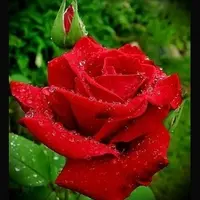 Курс омоложения