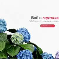 Всё о гортензиях