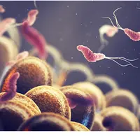 Хеликобактер пилори без антибиотиков