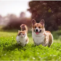 Лекарственные травы при заболеваниях сердца у собак и кошек