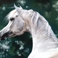 Портреты домашних животных