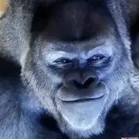 Подписка на контент